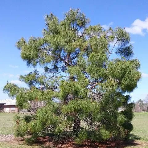 thumbnail for publication: Smooth-Bark Mexican Pine (Pinus pseudostrobus)